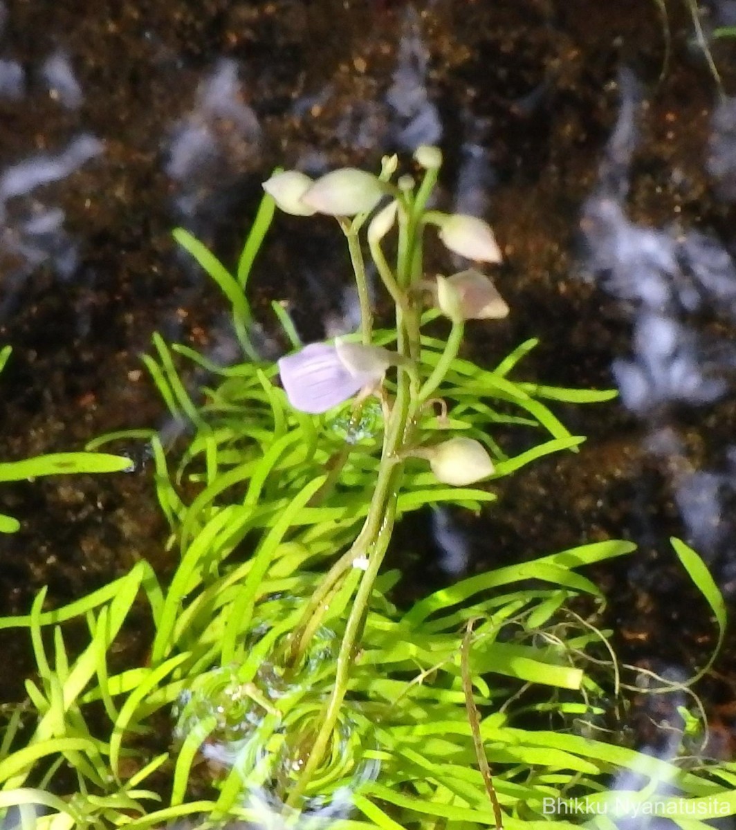 Utricularia uliginosa Vahl